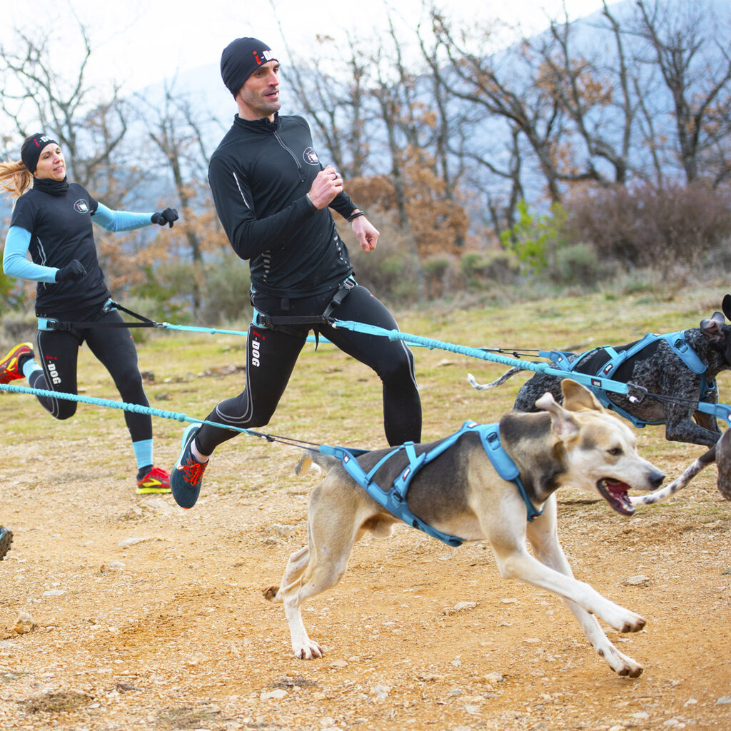 Baudrier Canicross RAIDLIGHT – Pour Chien, Sport Ou Balade – Tissu Mesh Respirant, Sangles Réglables, Mousqueton Pivotant – Taille Unique Ajustable (58-120 Cm)