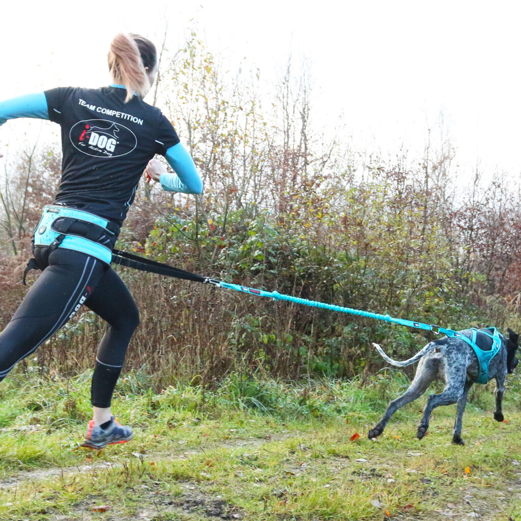 harnais-chien-phoenix-alm-sports-et-loisirs-avec-son-chien-canicross
