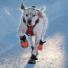 Chaussure pour chien PAD N'PROTECT POLAR