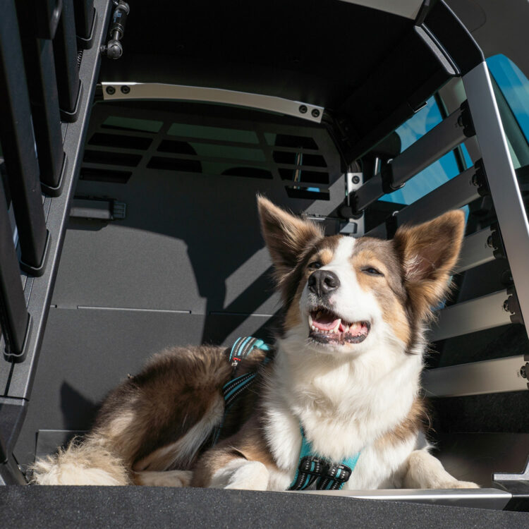 Caisse de transport pour chien Thule Allax